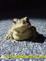 /home//u458753944/public_html/sourcegallery//Roxborough Toad Detour/2022/2022-04-14 and 04-13/P4130979.JPG